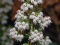 Erica arborea